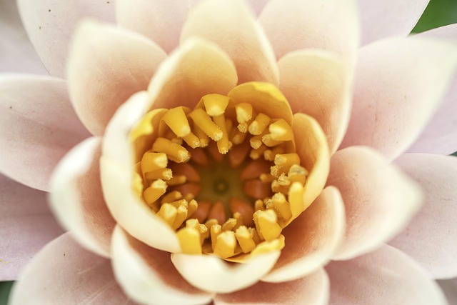 Free Flower Core photo and picture
