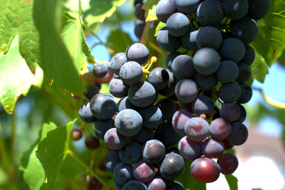 Wine Grapes Agriculture Free photo on Pixabay