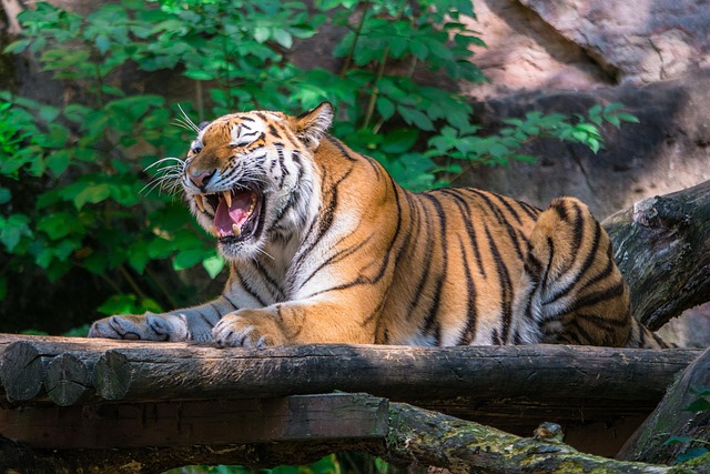 Tiger Big Cat Roar Free Photo On Pixabay