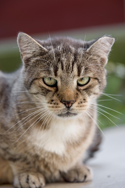Ressaca, Bicho De Estimação, Gato