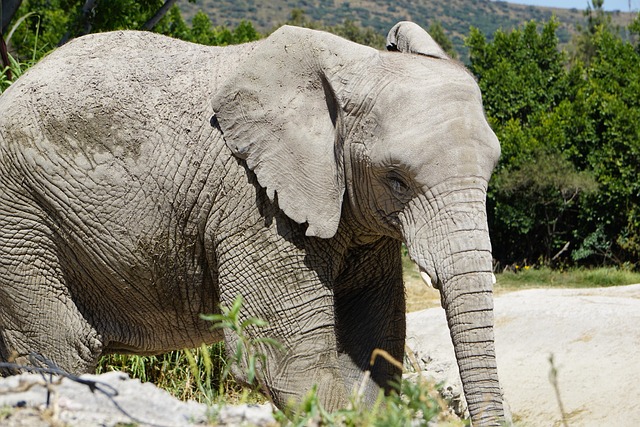 Free Elephant Mammal photo and picture