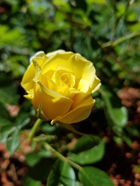 Žlutá, Růže, Květ, Bloom, Příroda