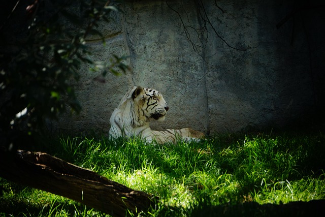 Free Bengal Tiger Savannah photo and picture