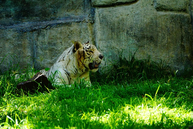 Free Bengal Tiger Savannah photo and picture