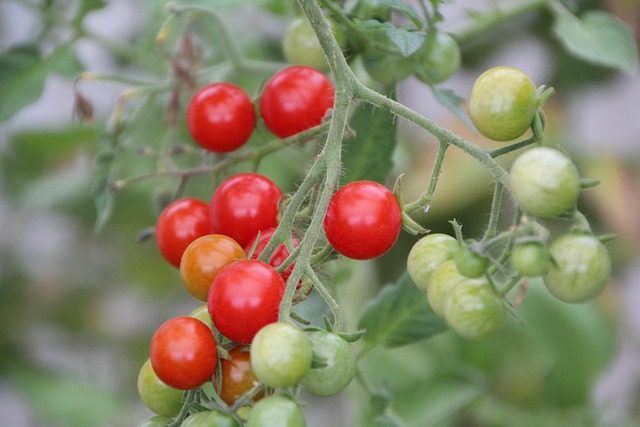 Free Tomatoes Cherry Tomatoes photo and picture