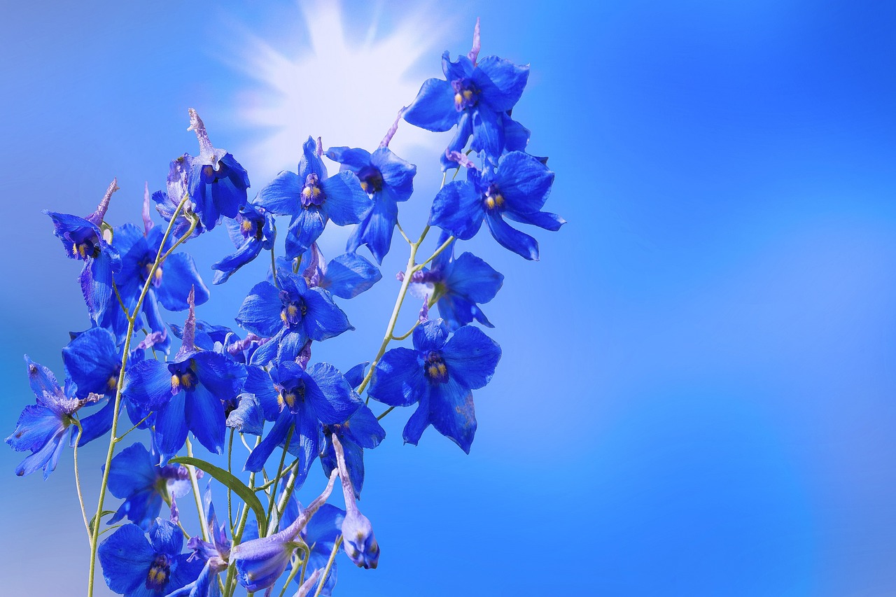 thumbnail image 2 of August, Flower, Portrait, Plant, Delphinium "King Arthur", Larkspur In Garden Image561907952 2 of 13