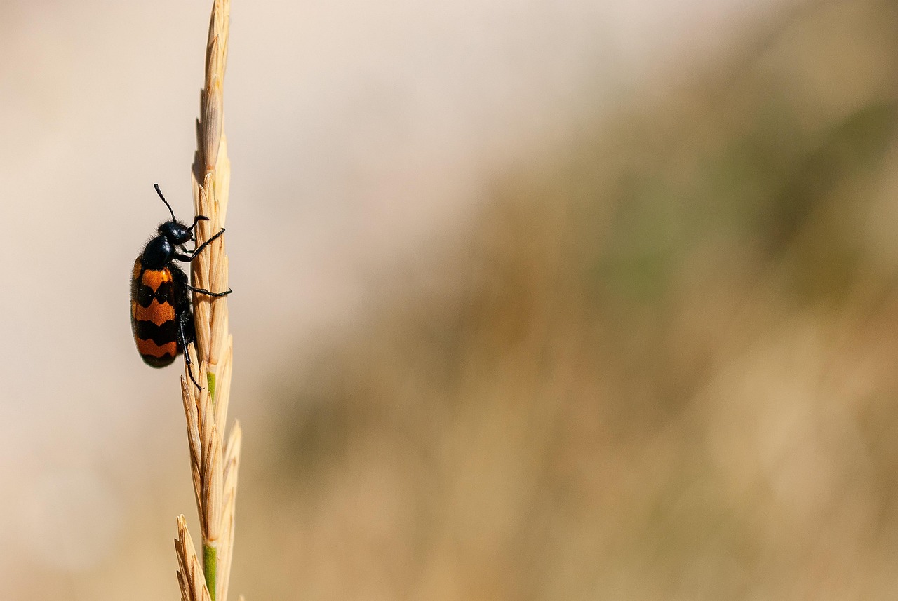 Nicrophoru Nicrophorus Americanus Free photo on Pixabay
