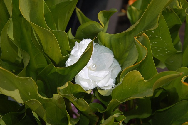 Bloem, Planten, Natuur