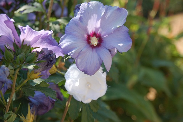 Planten, Bloem, Natuur
