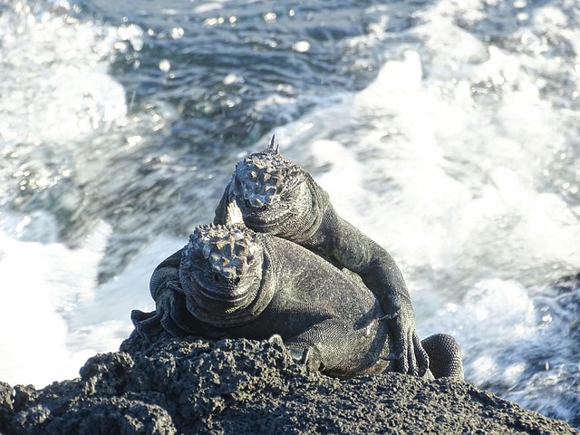 Free Marine Lizards Galapagos photo and picture