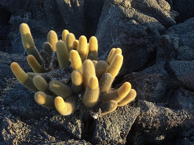 Free Cactus Sunset photo and picture