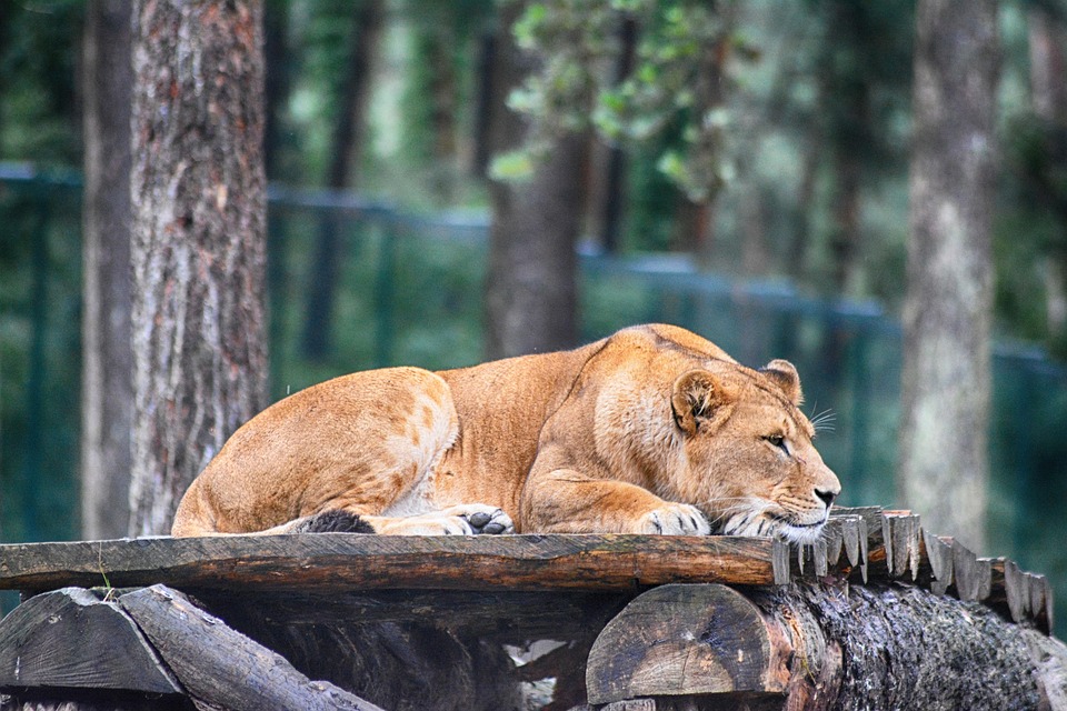 https://cdn.pixabay.com/photo/2018/08/24/09/22/lion-3627604_960_720.jpg