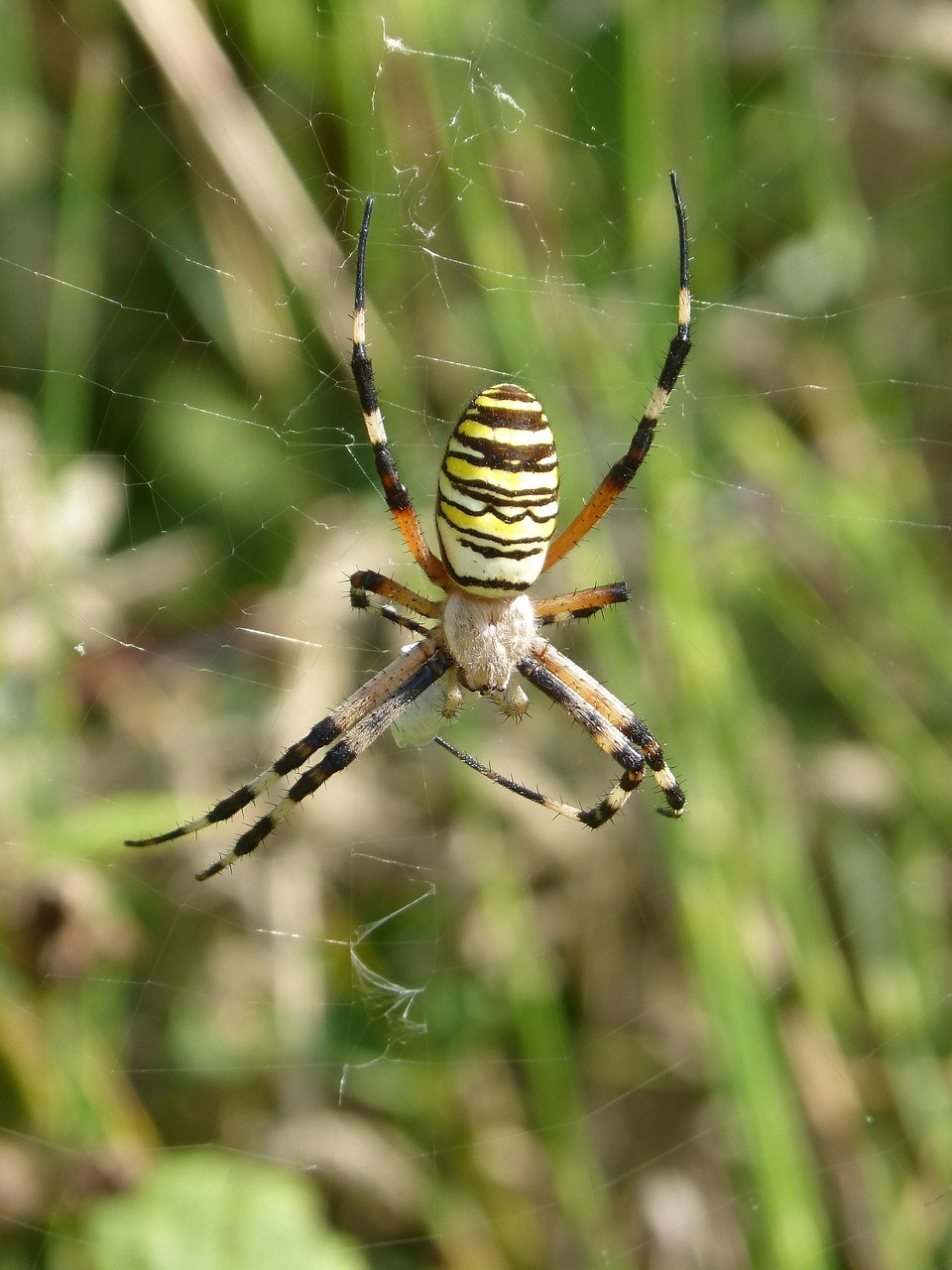 Spider Tiger Zebraspinne - Free photo on Pixabay - Pixabay