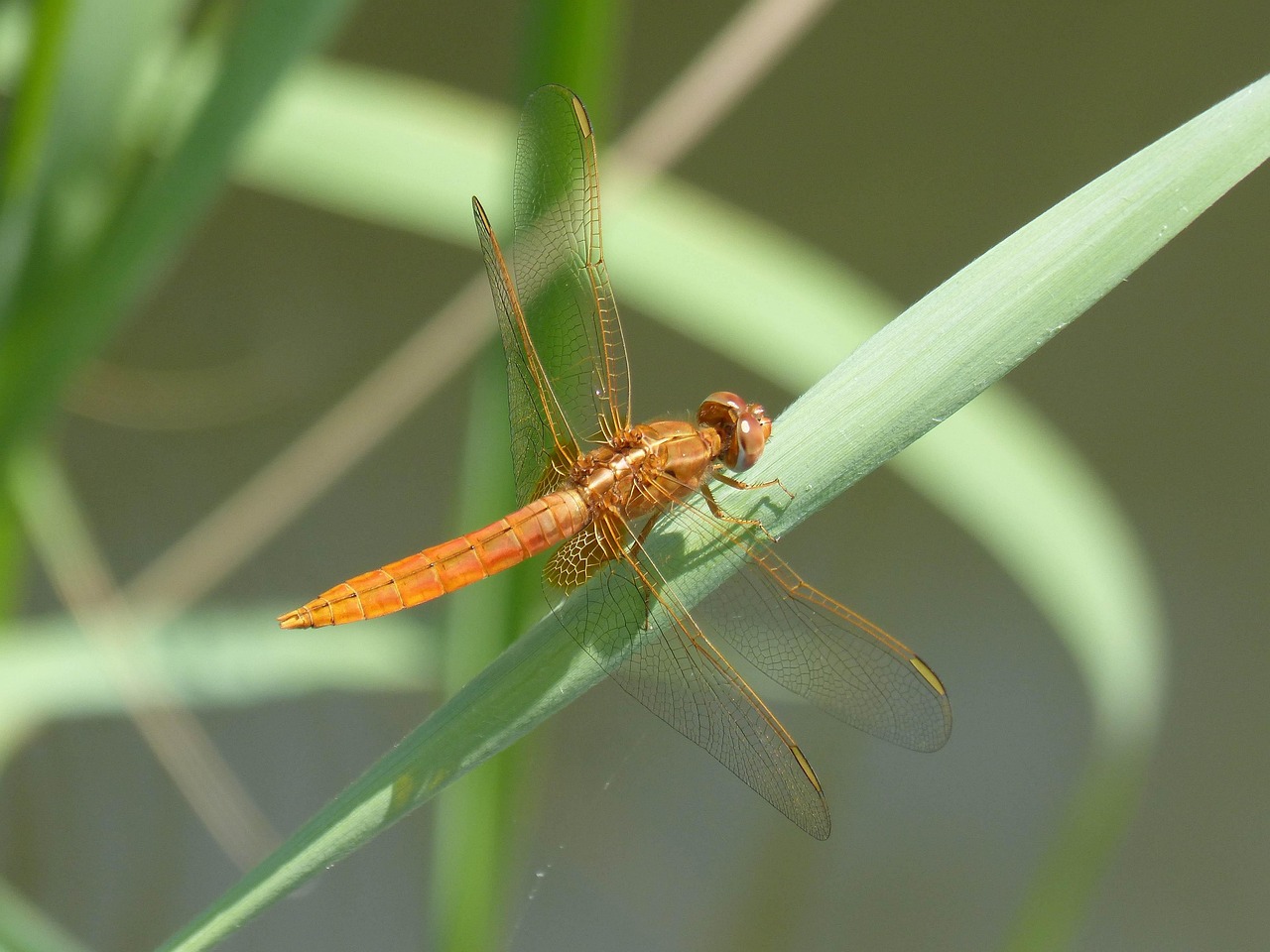 Dragonfly Libéula Golden Leaf - Free photo on Pixabay - Pixabay