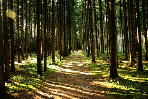 Pădure, Copaci, Potecă De Pădure, Natură