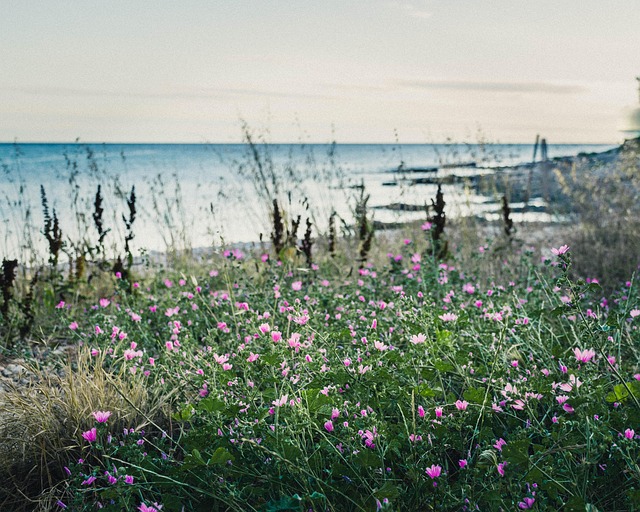 Free Sea Nature photo and picture