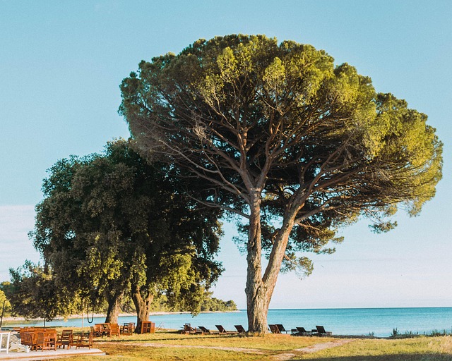 Free Tree Beach photo and picture