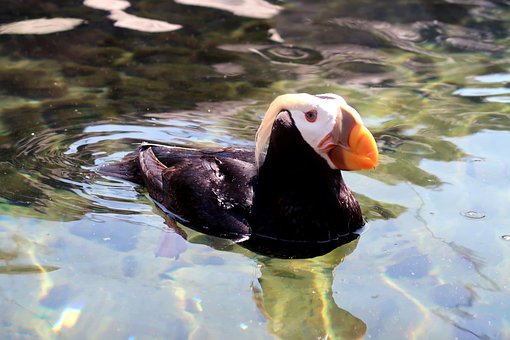 Macarrones Con Puffin, Puffin