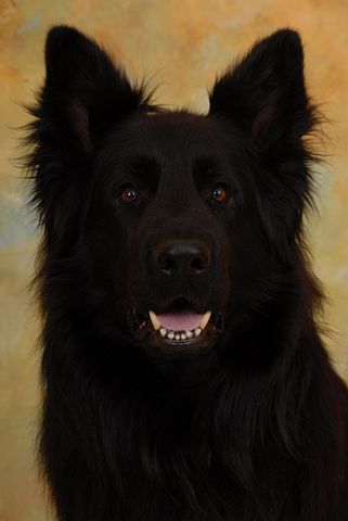 all black long haired german shepherd