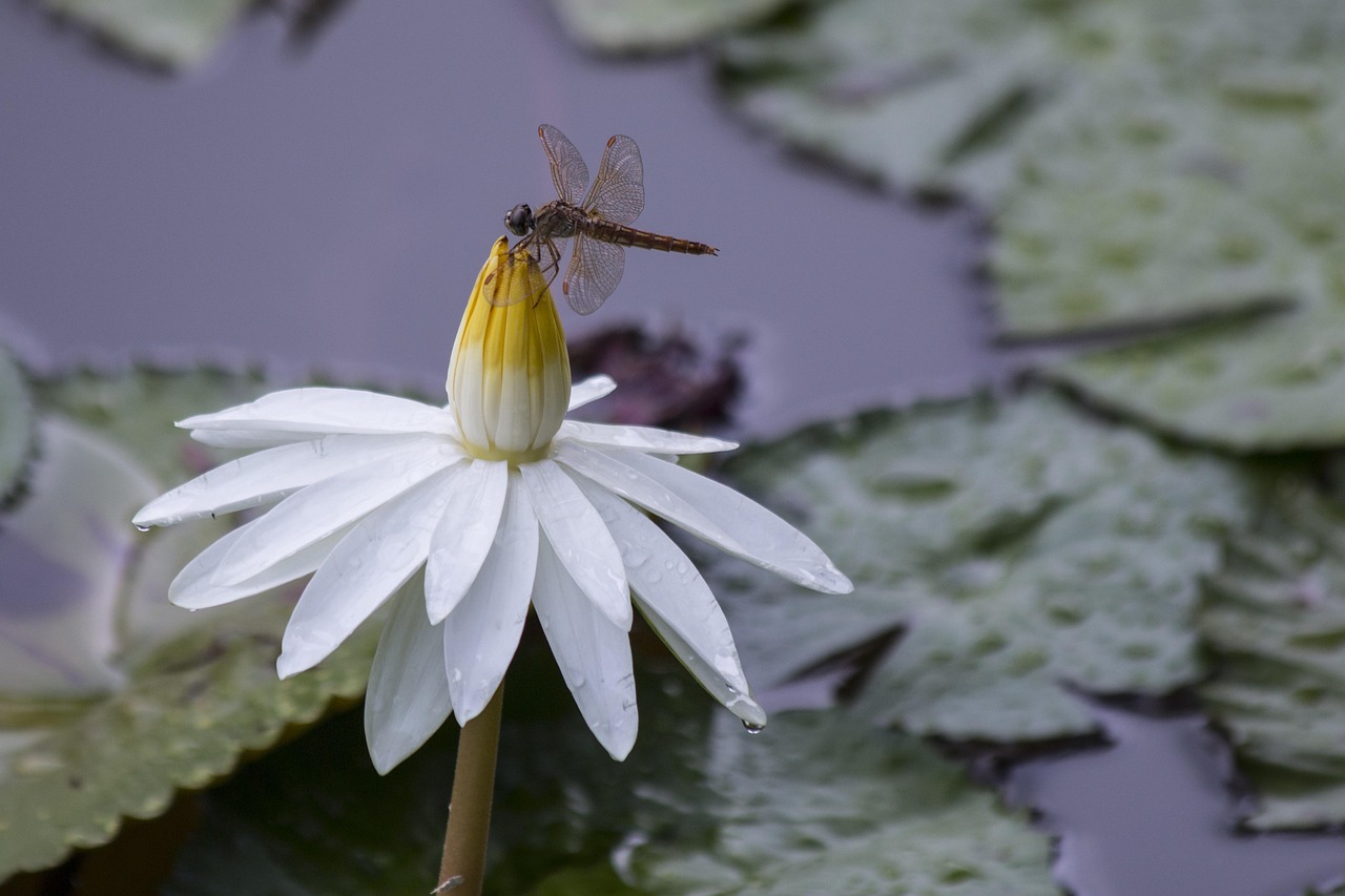 Dragonfly - free online jigsaw puzzle photo
