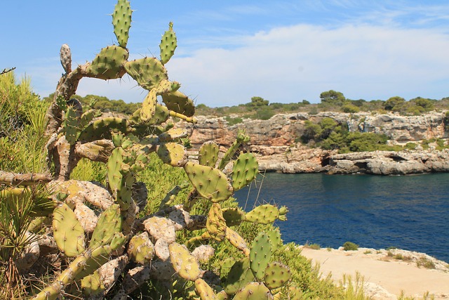 Kaktus, Middelhavet, Stikkende, Mallorca