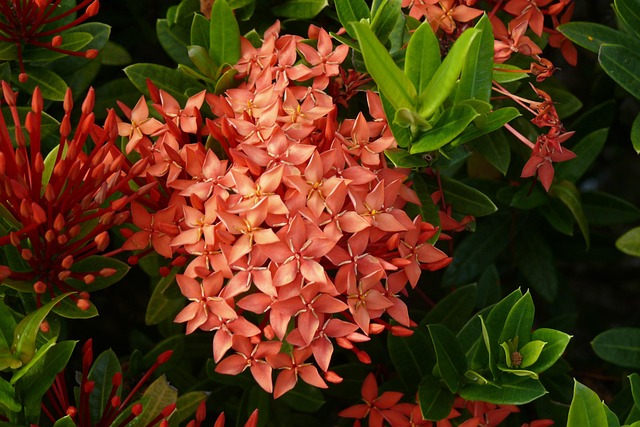 Free Blossom Bloom photo and picture