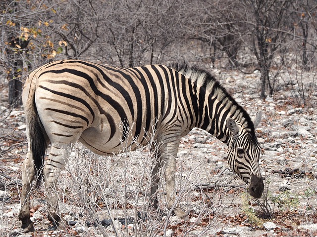 Free Namibia Zebra photo and picture