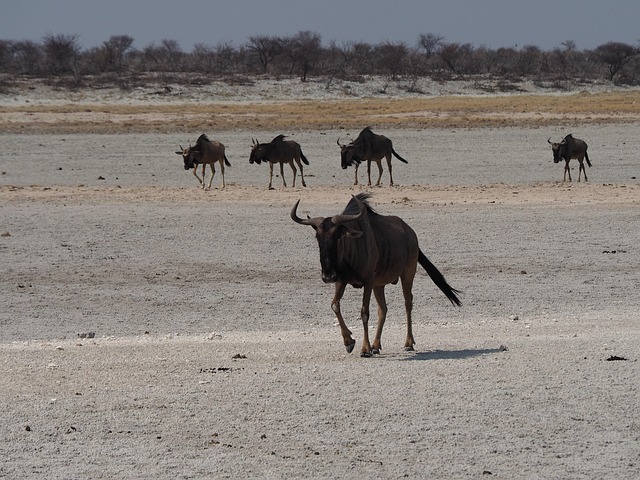 Free Namibia Kudu photo and picture