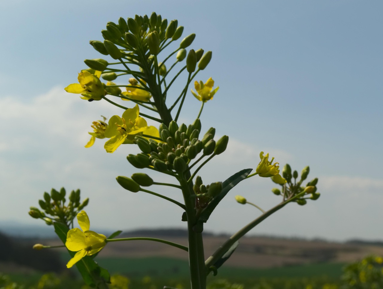 Oilseed Rape Rapeseed Yellow - Free photo on Pixabay - Pixabay