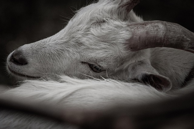 Free Goat Nature photo and picture