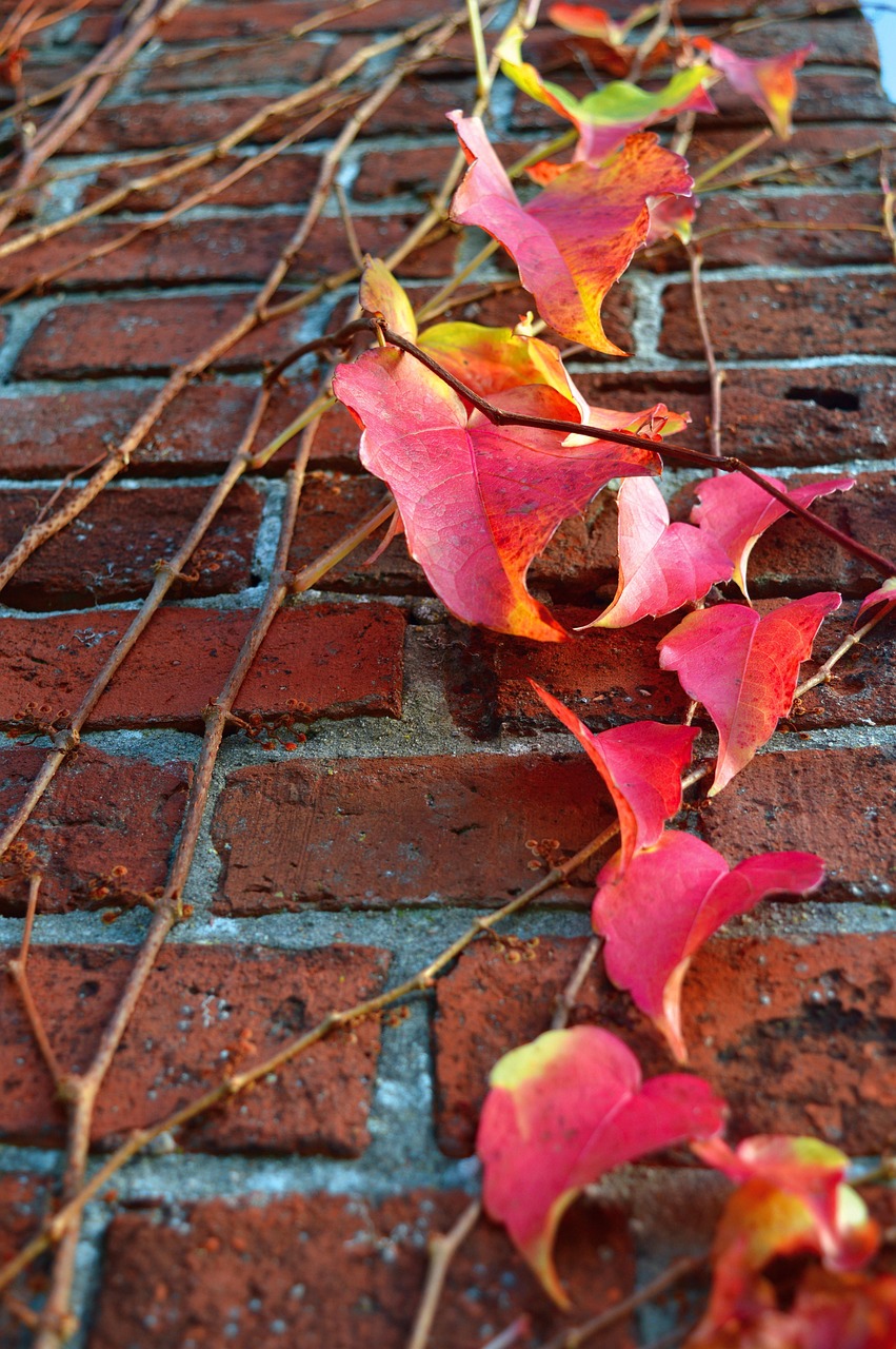Efeu Mauer Herbst - Kostenloses Foto auf Pixabay