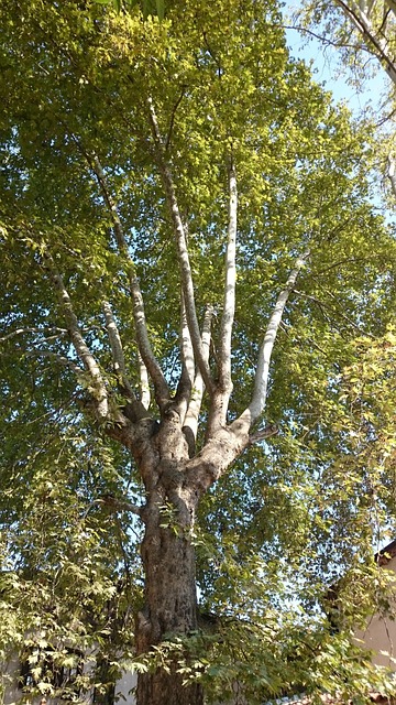Free Tree Long photo and picture