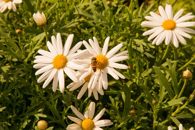 Kamille, Bloem Achtergrond, De Lente