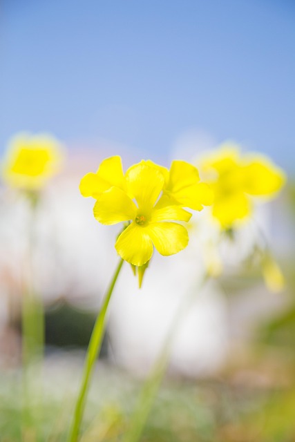 De Lente, Bloemen, Mooie Bloemen