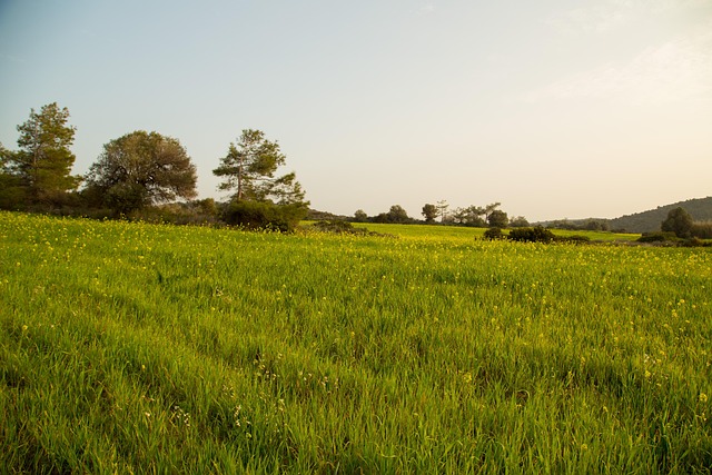 De Olijfboom, Veld, Gras, Landschap