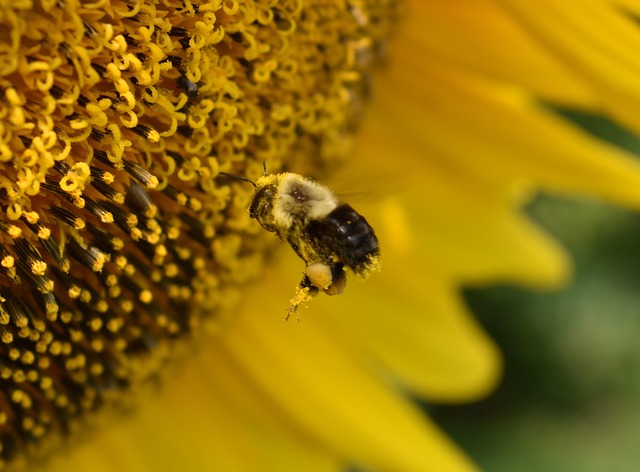 Free Bumblebee Bee photo and picture