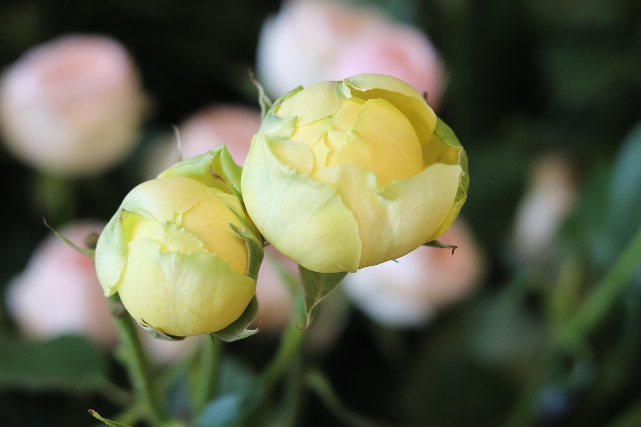 Blume Runde Gelb Pastell