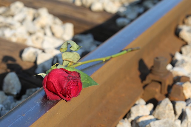 Free Red Rose Railway photo and picture