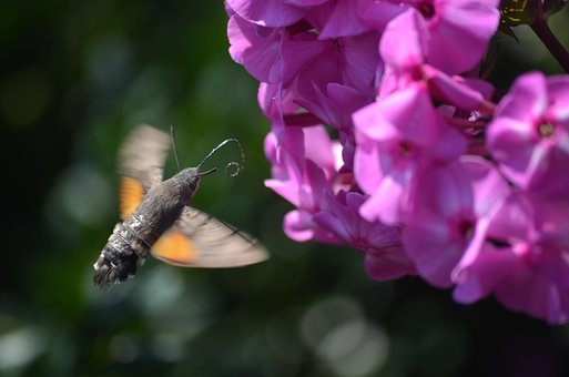 Free Nature Flower Background photo and picture
