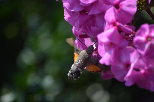 Free Nature Flower Wallpaper photo and picture