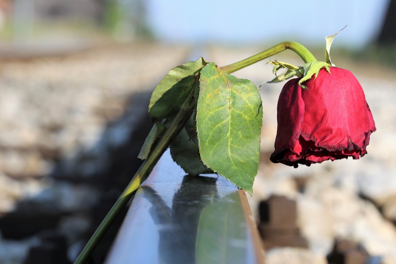 Stop Youth Suicide Sad Red Rose In - Free photo on Pixabay