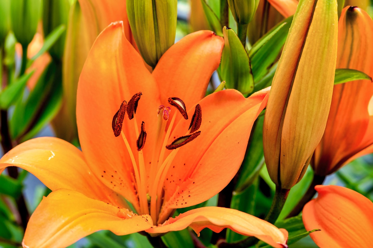 Lily Garden Blossom Free photo on Pixabay Pixabay