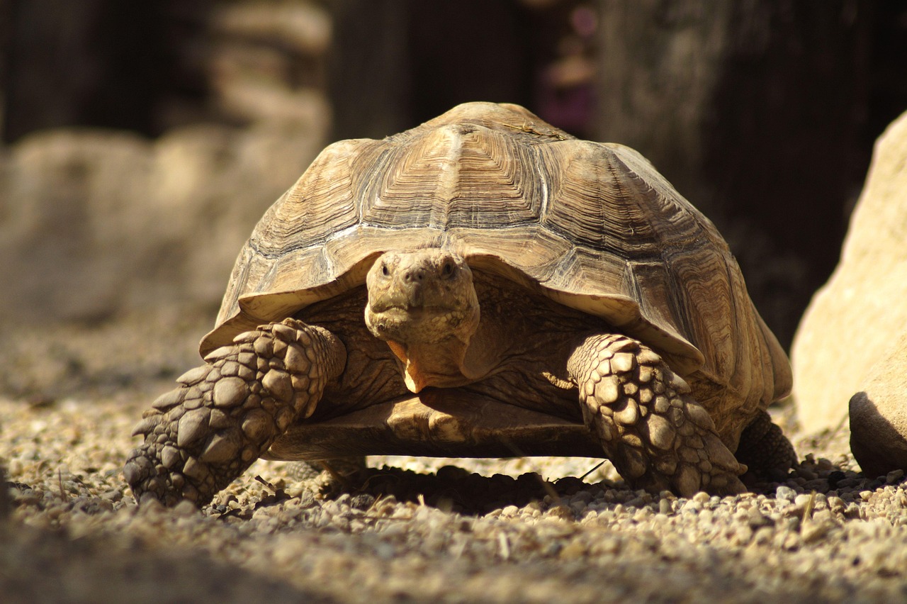 Tortoise - free online jigsaw puzzle photo