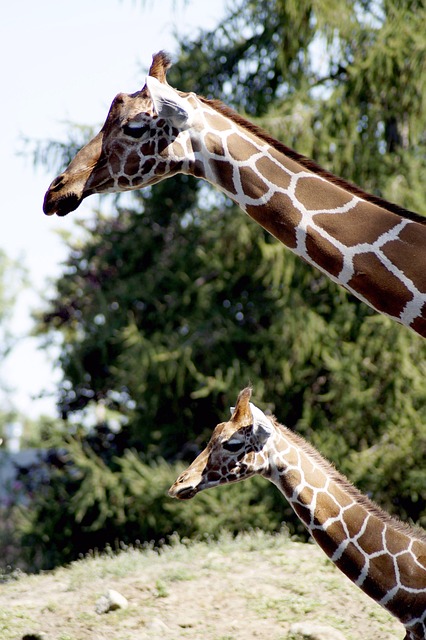 giraffe, animal, nature, animal portrait, head, neck, giraffes, infant, mother