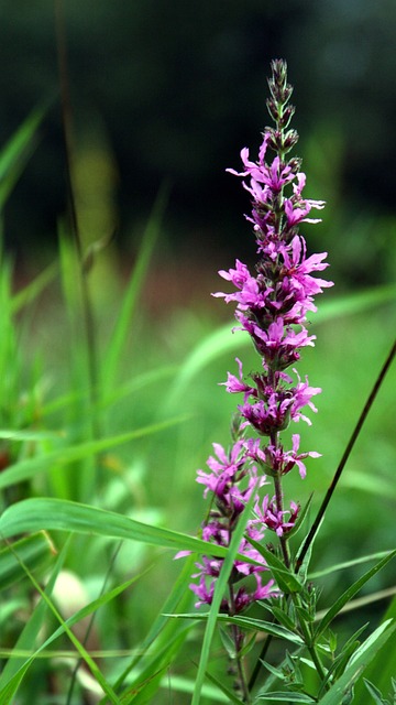 Natur, Wiese, Sommer, Gras