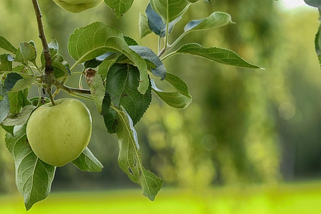 苹果 苹果树 叶子 - Pixabay上的免费照片 - Pixabay