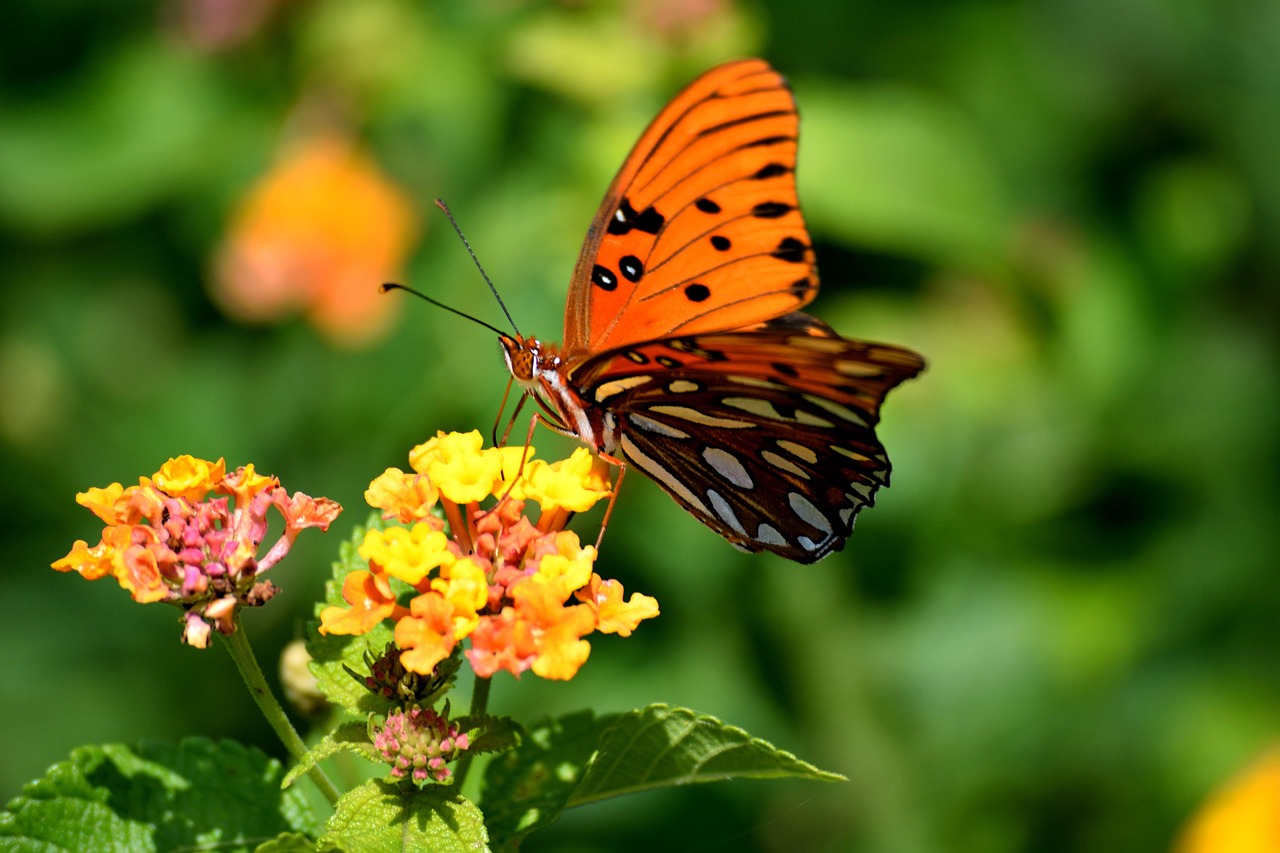 Fritillary Butterfly - free online jigsaw puzzle photo