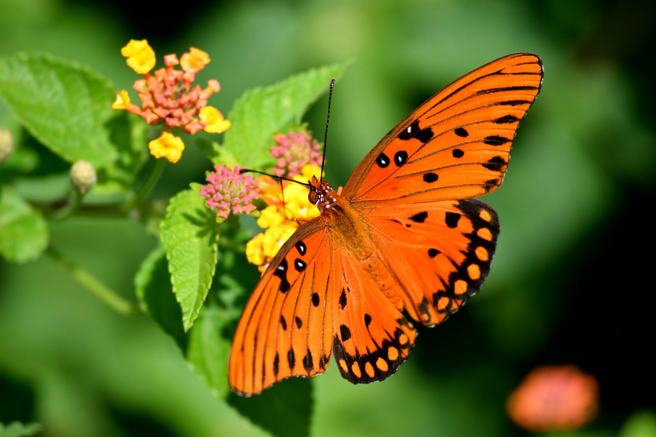 Fritillary Butterfly - free online jigsaw puzzle photo