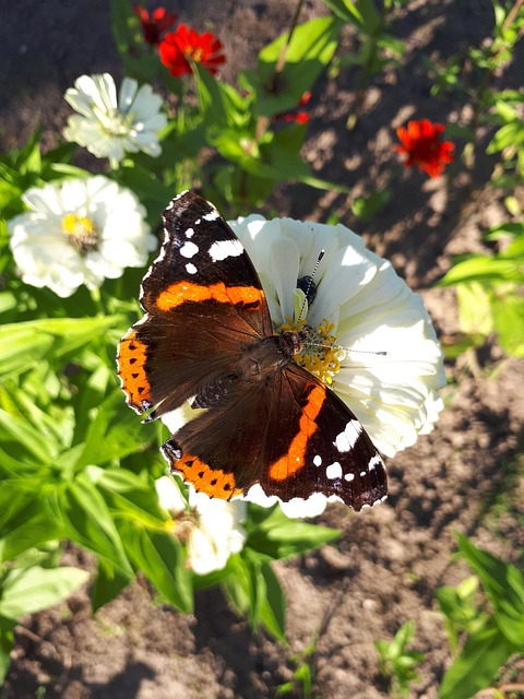 Free Butterfly Summer photo and picture