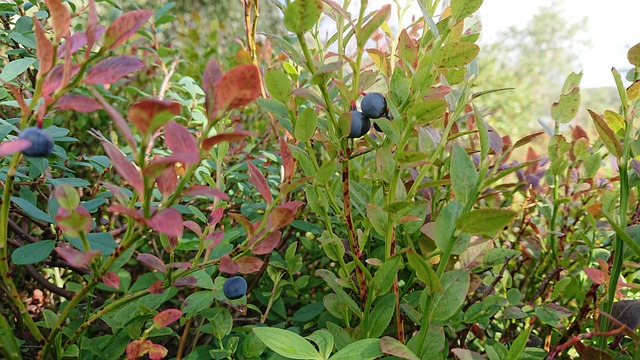 Free Blueberries Autumn photo and picture
